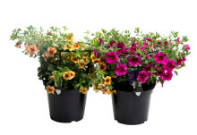 Sommerblomster mix 21 cm potte